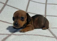 AKC Wynona *Delivery Available*, a female Miniature Dachshund for sale in Laurel, IN – 2 of 4