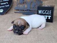 Jude purebred JRT, a male Jack Russell Terrier for sale in Laurel, IN – 5 of 6