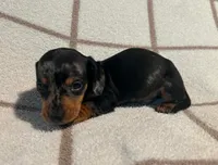 AKC Woody *Delivery Available*, a male Miniature Dachshund for sale in Laurel, IN – 4 of 6
