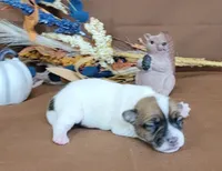 Tara purebred JRT, a female Jack Russell Terrier for sale in Laurel, IN – 5 of 5