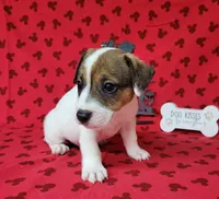 CKC Pax *Delivery available*, a male Jack Russell Terrier for sale in Laurel, IN – 6 of 6