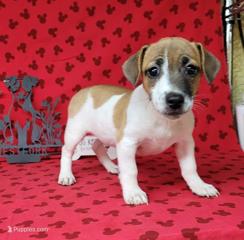 Rebel *Delivery available* – Jack Russell Terrier puppy for sale in Laurel, IN