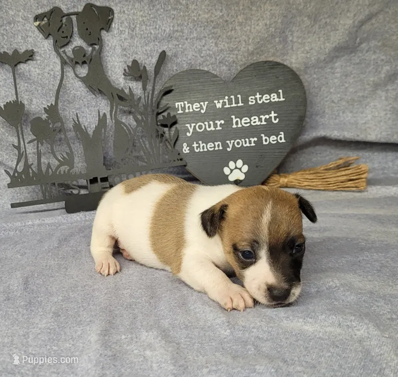 Rebel *Delivery available* – Jack Russell Terrier puppy for sale in Laurel, IN