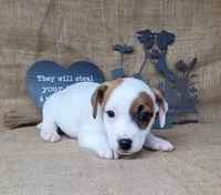 NASH CKC Reg purebred, a male Jack Russell Terrier for sale in Laurel, IN – 7 of 7