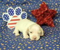 AKC Laci Cream female, a female Miniature Dachshund for sale in Laurel, IN – 3 of 8