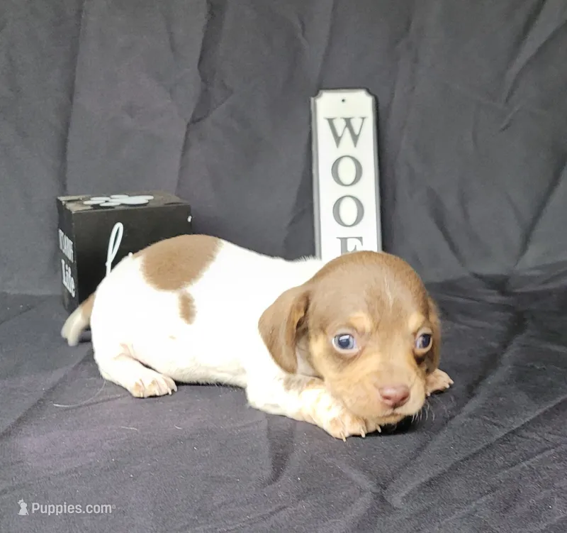 Hank AKC – Miniature Dachshund puppy for sale in Laurel, IN