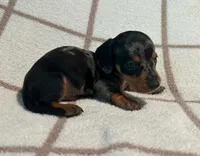 AKC Woody *Delivery Available*, a male Miniature Dachshund for sale in Laurel, IN – 3 of 6