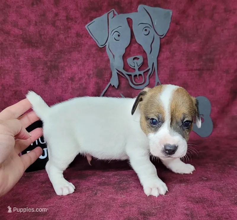 CKC Pax *Delivery available* – Jack Russell Terrier puppy for sale in Laurel, IN