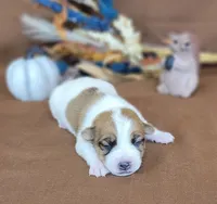 Tonka rough coat male JRT, a male Jack Russell Terrier for sale in Laurel, IN – 4 of 7