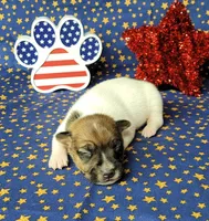 Roxi CKC female Delivery available , a female Jack Russell Terrier for sale in Laurel, IN – 4 of 5