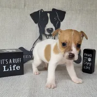 Westfork's THORN purebred JRT, a male Jack Russell Terrier for sale in Laurel, IN – Photo 2 of 6