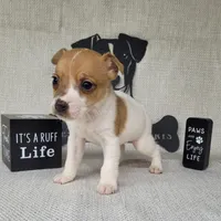 Westfork's THORN purebred JRT, a male Jack Russell Terrier for sale in Laurel, IN – Photo 3 of 6