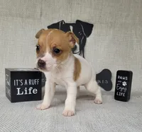 Westfork's THORN purebred JRT, a male Jack Russell Terrier for sale in Laurel, IN – Photo 3 of 6