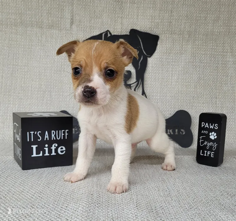 Westfork's THORN purebred JRT