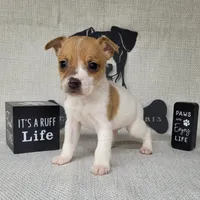 Westfork's THORN purebred JRT, a male Jack Russell Terrier for sale in Laurel, IN – Photo 1 of 6