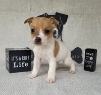 Westfork's THORN purebred JRT, a male Jack Russell Terrier for sale in Laurel, IN – Photo 1 of 6