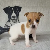 Westfork's THORN purebred JRT, a male Jack Russell Terrier for sale in Laurel, IN – Photo 5 of 6