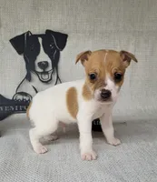 Westfork's THORN purebred JRT, a male Jack Russell Terrier for sale in Laurel, IN – Photo 5 of 6