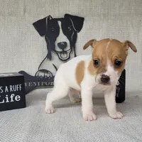 Westfork's THORN purebred JRT, a male Jack Russell Terrier for sale in Laurel, IN – Photo 4 of 6