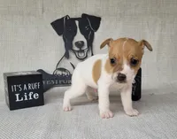 Westfork's THORN purebred JRT, a male Jack Russell Terrier for sale in Laurel, IN – Photo 4 of 6