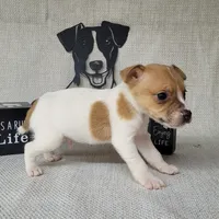 Westfork's THORN purebred JRT, a male Jack Russell Terrier for sale in Laurel, IN – Photo 6 of 6