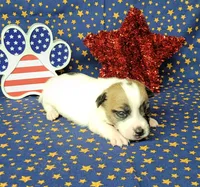 CKC "Pilot" Delivery available , a male Jack Russell Terrier for sale in Laurel, IN – 2 of 8