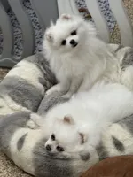 Crystal, a female Pomeranian for sale in La Quinta, CA – 4 of 4