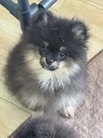 Georgie, a male Pomeranian for sale in La Quinta, CA – 3 of 4