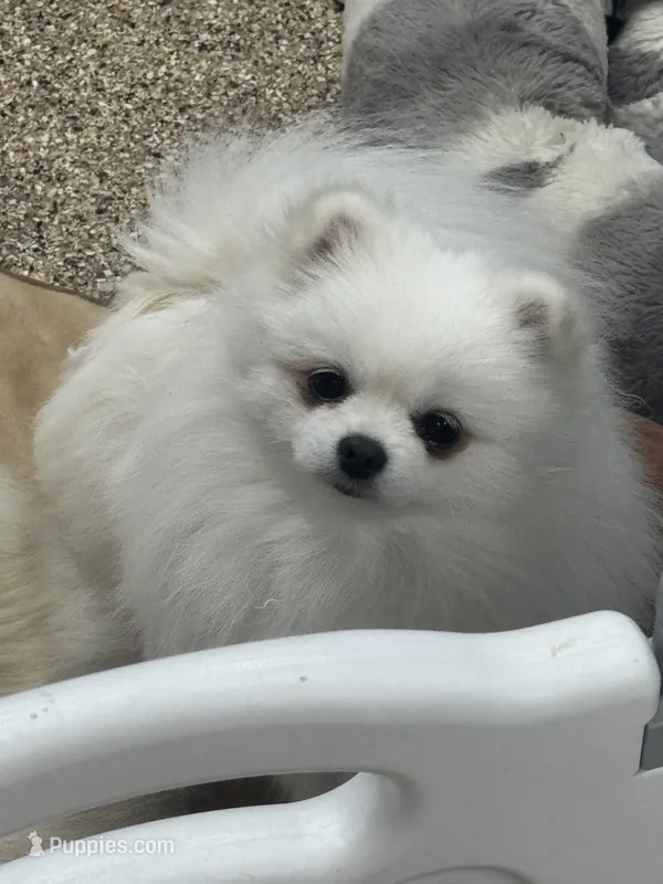 Crystal – Pomeranian puppy for sale in La Quinta, CA