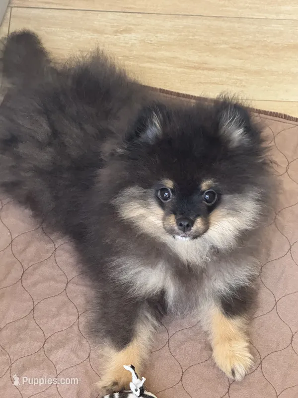 Georgie – Pomeranian puppy for sale in La Quinta, CA