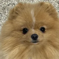 Buttercup, a female Pomeranian for sale in La Quinta, CA – Photo 1 of 4