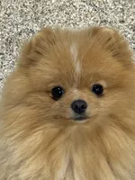 Buttercup, a female puppy for sale in La Quinta, CA – Photo 1 of 4