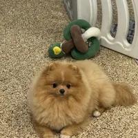 Buttercup, a female Pomeranian for sale in La Quinta, CA – Photo 4 of 4