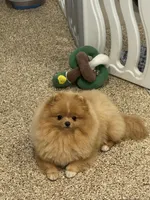 Buttercup, a female puppy for sale in La Quinta, CA – Photo 4 of 4