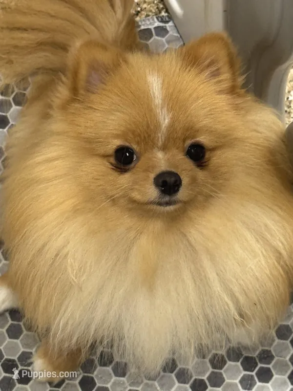 Buttercup – Pomeranian puppy for sale in La Quinta, CA