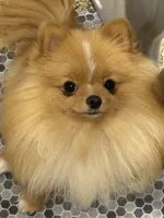 Buttercup, a female Pomeranian for sale in La Quinta, CA – Photo 1 of 5