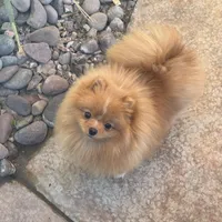 Buttercup, a female Pomeranian for sale in La Quinta, CA – Photo 3 of 4