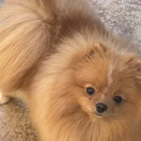 Buttercup, a female Pomeranian for sale in La Quinta, CA – Photo 2 of 4