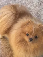 Buttercup, a female puppy for sale in La Quinta, CA – Photo 2 of 4