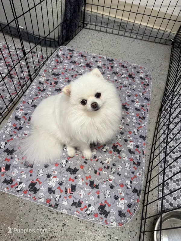 Fanny – Pomeranian puppy for sale in La Quinta, CA