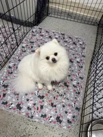 Fanny, a female Pomeranian for sale in La Quinta, CA – 1 of 4