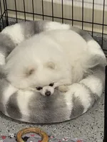 Fanny, a female Pomeranian for sale in La Quinta, CA – 3 of 4