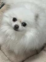 Fanny, a female Pomeranian for sale in La Quinta, CA – 2 of 4