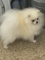 Jack, a male puppy for sale in La Quinta, CA – Photo 2 of 5