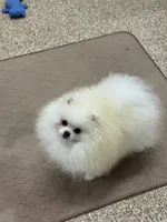 Jack, a male puppy for sale in La Quinta, CA – Photo 5 of 5