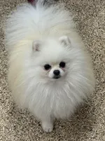 Jack, a male puppy for sale in La Quinta, CA – Photo 1 of 5