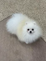 Jack, a male puppy for sale in La Quinta, CA – Photo 4 of 5