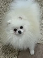 Jack, a male puppy for sale in La Quinta, CA – Photo 3 of 5