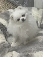 Crystal, a female Pomeranian for sale in La Quinta, CA – 2 of 4