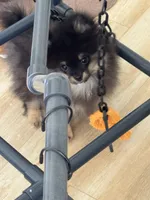 Georgie, a male Pomeranian for sale in La Quinta, CA – 4 of 4
